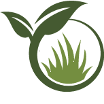 Strive Crocus Planting